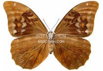 MORPHO ANAXIBIA FEMALE